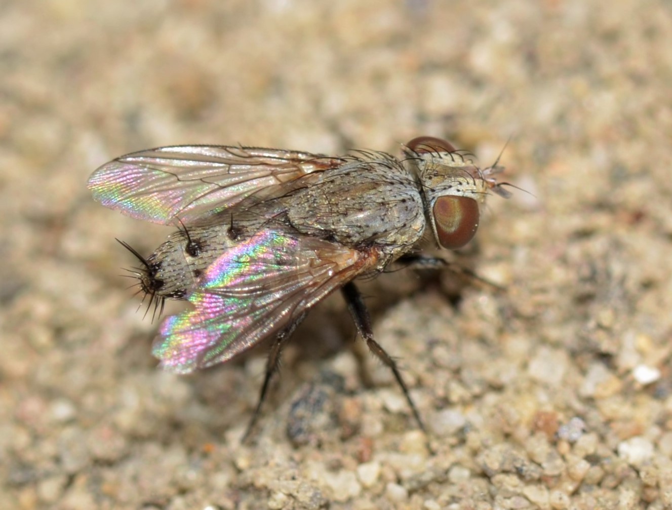 Sarcophagidae Craticulina ?  Sarcophagidae: cfr. Craticulina sp.